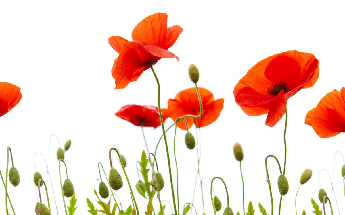 Bienvenue au Gîte Pause Coquelicot