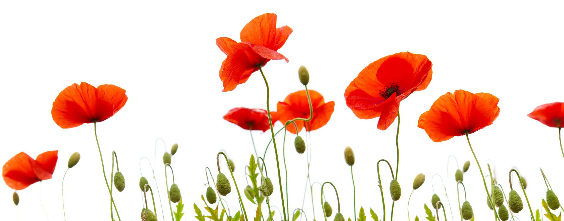 Bienvenue au Gîte Pause Coquelicot